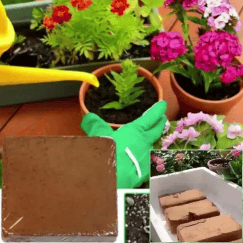 Pământ de Cocos Compact CocoGrow