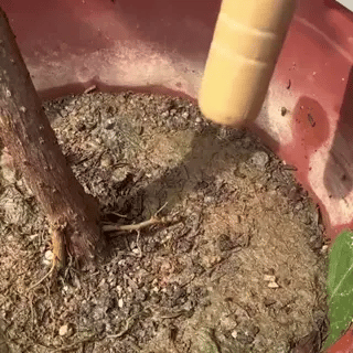 Îngrășământ Organic - NutriGrow